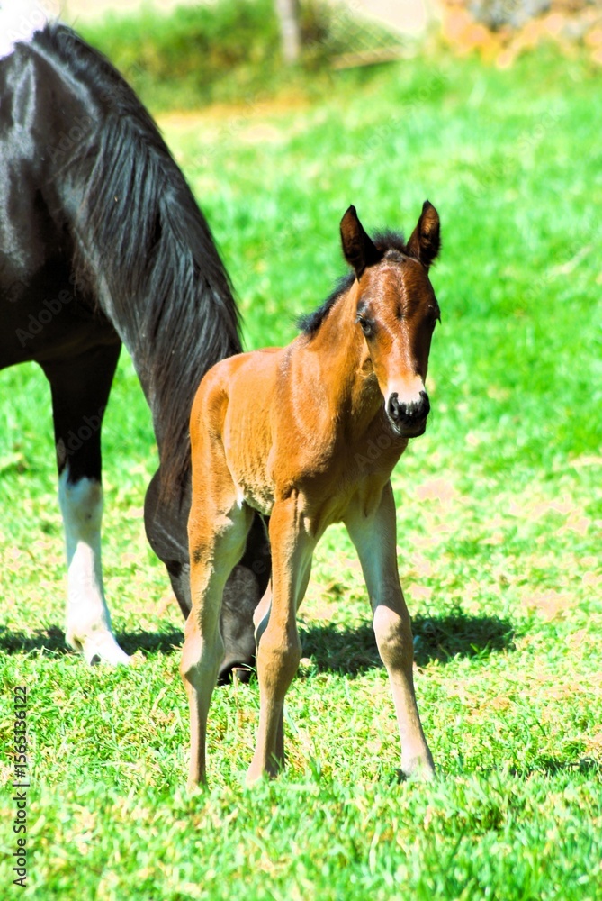 Fototapeta premium horse and foal