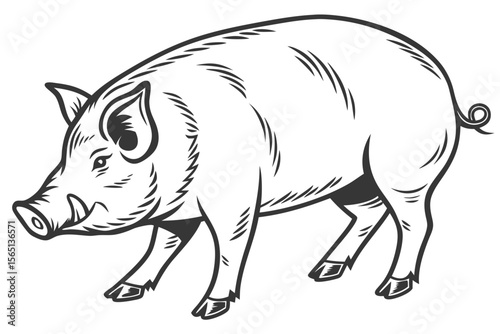 coloring page lineart the pig black vector