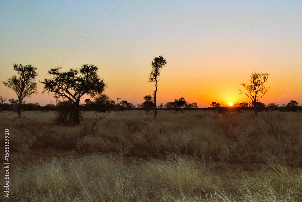 Fototapeta premium sunset in the field