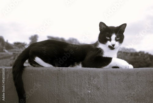 cat on the roof