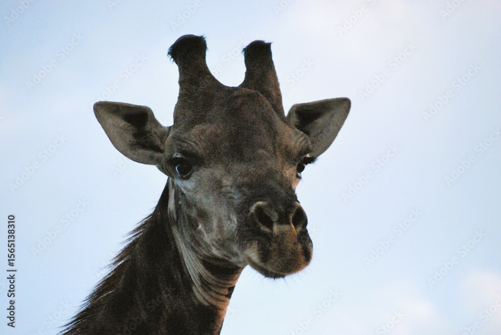 Naklejka premium portrait of a giraffe