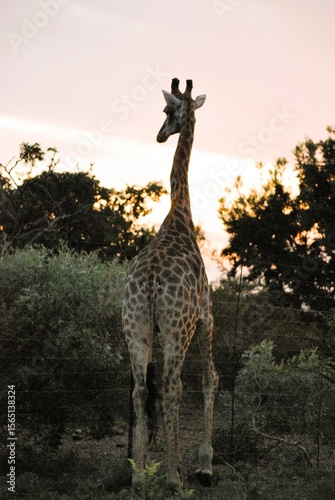 giraffe in the wild