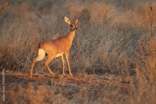 antelope in the wild