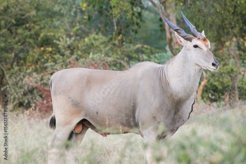 eland in the wild