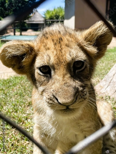 close up of a lion cub