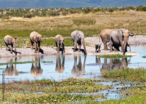 Elephants at a waterhole with reflections