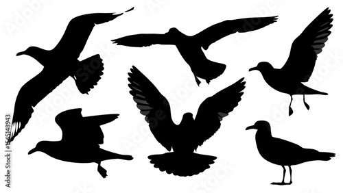 Set of seagull silhouettes in various flying and resting poses, black vector shapes, isolated on white background, minimal and clean style, flat design, suitable for icons and graphic elements