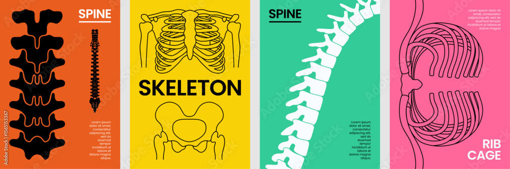 Φωτογραφία Anatomical poster collection featuring spine, skeleton, and rib cage with vibrant color backgrounds and bold line art for educational