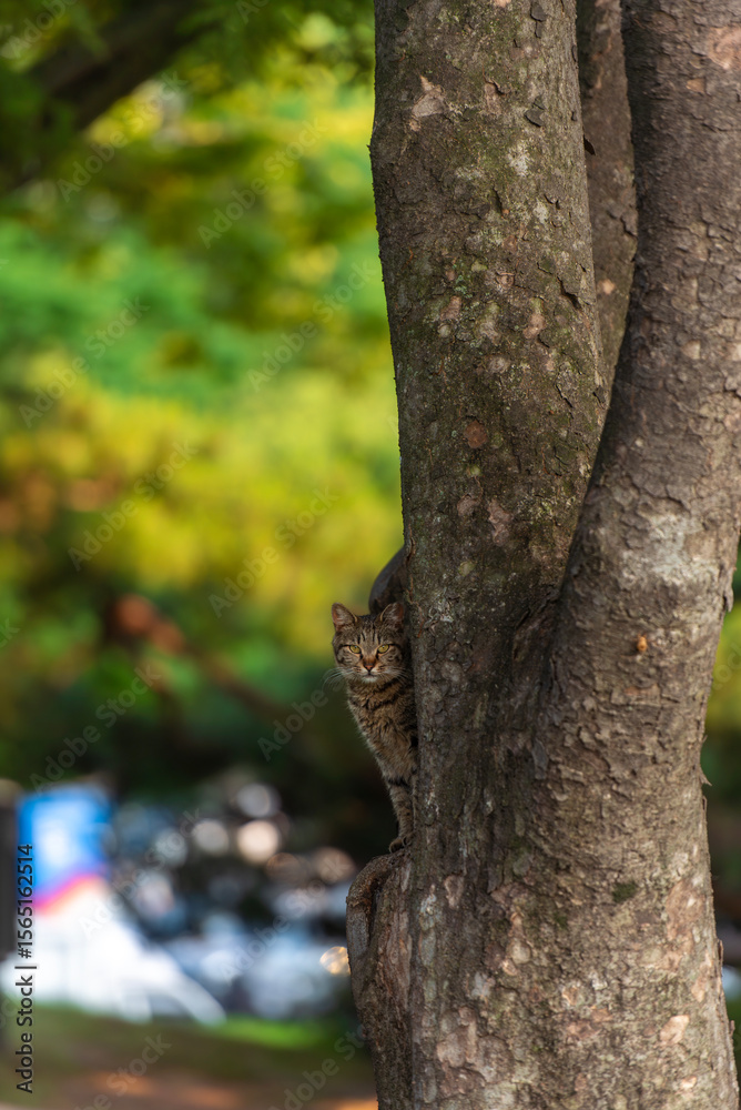Obraz premium 나무위의 얼룩 고양이