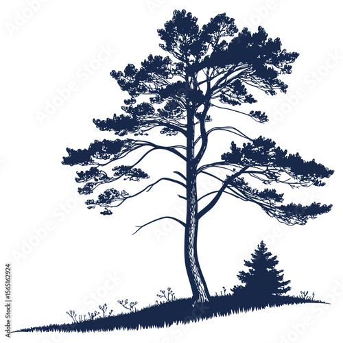 Silhouette of a tall pine tree with sparse foliage on a grassy hill with a smaller evergreen tree