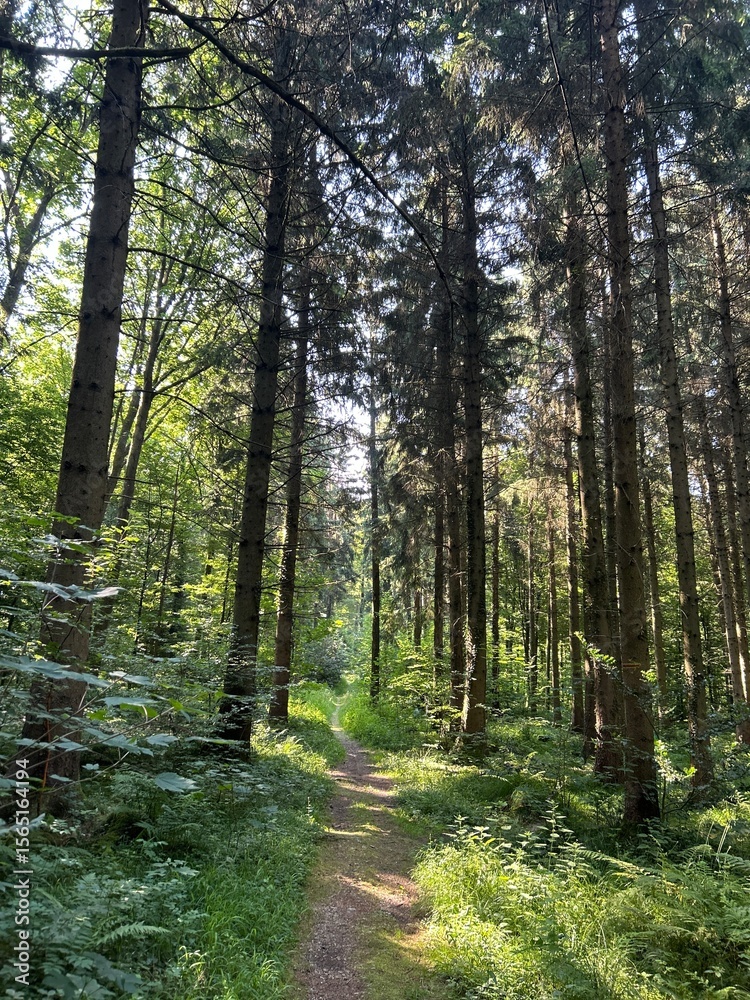 Fototapeta premium Beautiful Woods