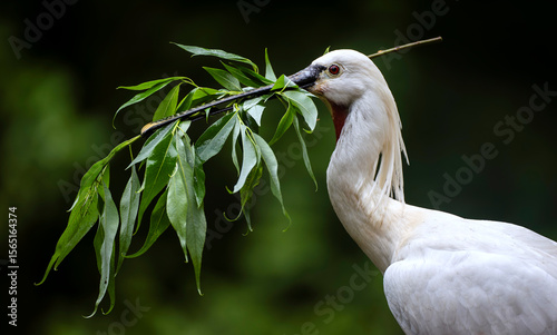 Eurasian or common spoonbill in nature, Czech Republic, Europe