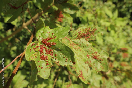 Maple bladder gall mite photo