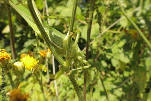 Great green bush cricket on plant