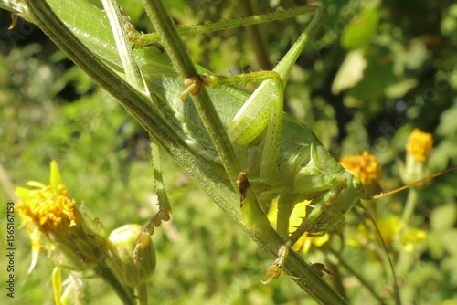 Great green bush cricket close-up