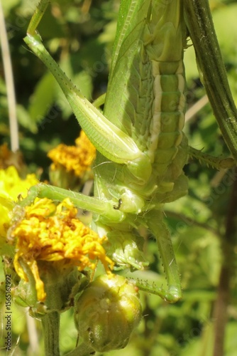 Great green bush cricket