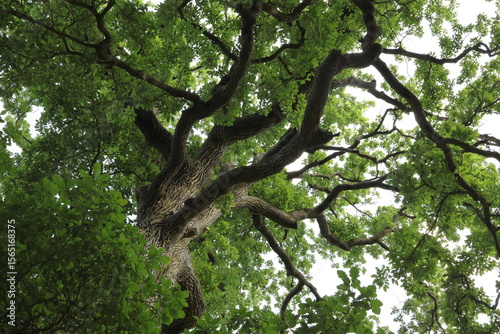 Upward view of tree canopy of a massive oak branching outward far as seen from below flooded by light against a bright sky.