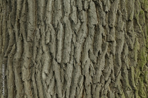 Oak tree bark
