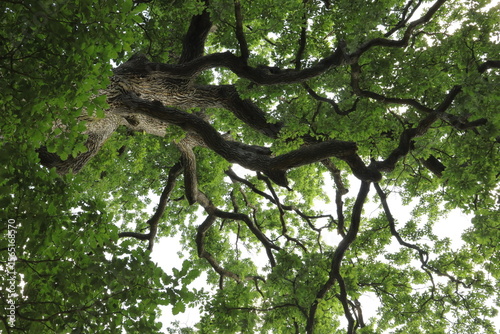 Upward view of tree canopy of a massive oak branching outward far as seen from below flooded by light against a bright sky.