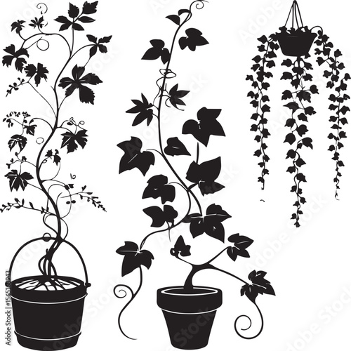 Elegant black and white illustration of climbing plants in pots and hanging baskets
