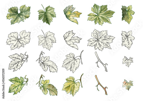 Vector set of grapevine leaves and small plant elements in color and outline. Perfect for decorations, packaging, pattern design, or wine-themed illustrations.
