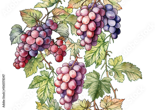 Seamless vector pattern with ripe grape bunches, leaves, and vines. Hand-drawn watercolor style. Ideal for wine labels, textiles, wallpapers, and packaging. Elegant, botanical, and vintage-inspired.