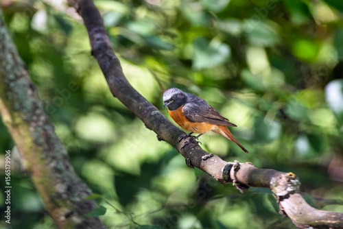 Common redstart, Phoenicurus phoenicurus. A male bird sits on an old slate roof