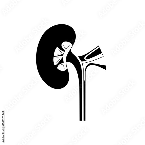 Silhouette pictogram of human kidney anatomy illustrating structure in a vector icon style for educational purposes