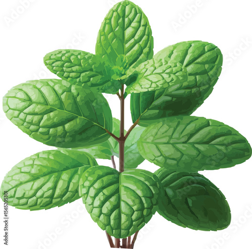 mint plant