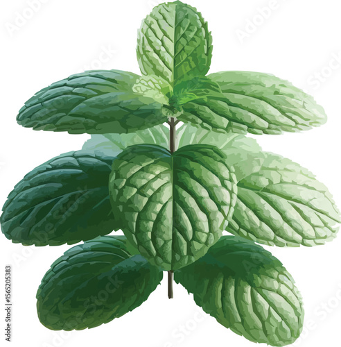 mint plant