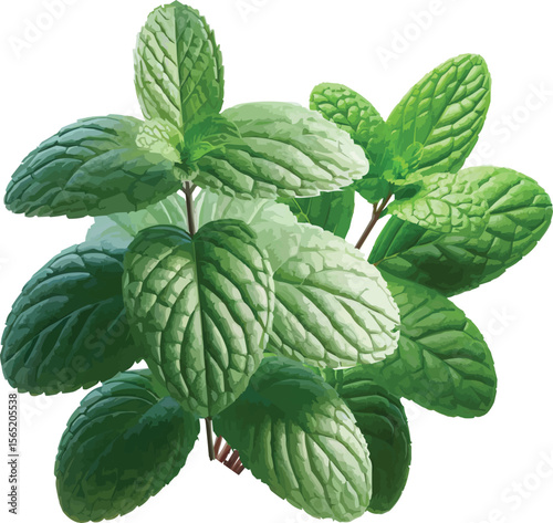 mint plant