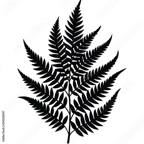 Black silhouette of a detailed fern frond isolated on a white background