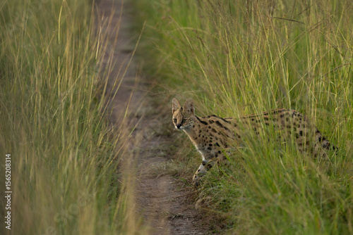 Photography A Serval crossing the track at Masai Mara, Kenya