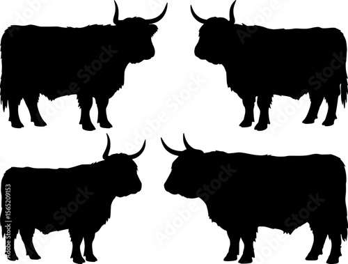 Shaggy highland cattle with curve horns stand majestically in rural pasture creating authentic scottish farm livestock silhouette set