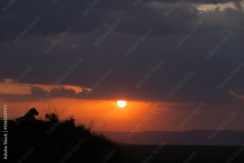 Obraz premium Silhouette of lion with dramatic sunset at Masai Mara, Kenya
