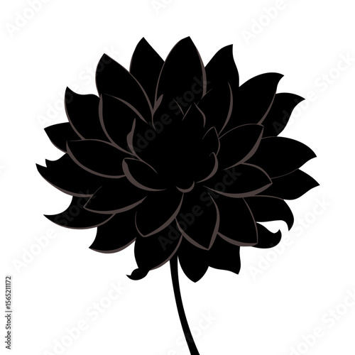 Exquisite Dalia Flower Texture and Color Closeup Image