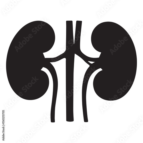 Human Kidney Anatomy Depiction Two Bean Shaped Organs Paired with Veins and Arteries in a Medical Diagram