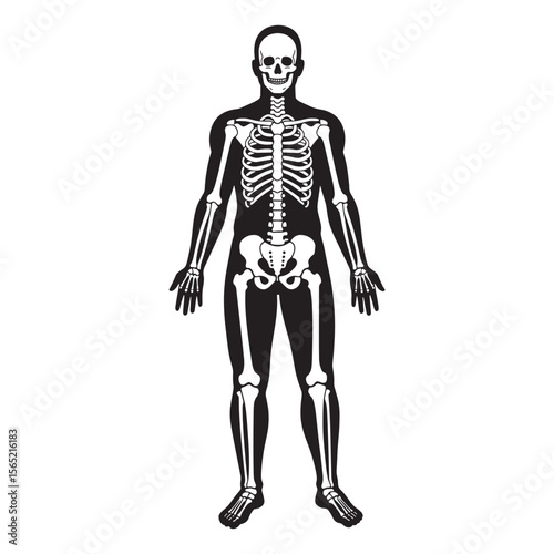 Black and white anatomical illustration of a human skeleton displaying skeletal system