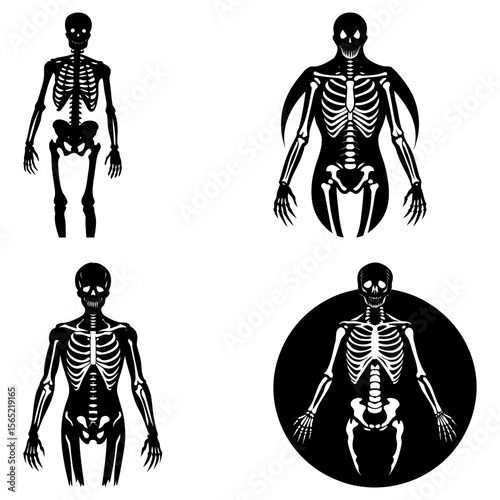 Four black and white skeleton illustrations showing different artistic representations of human anatomy