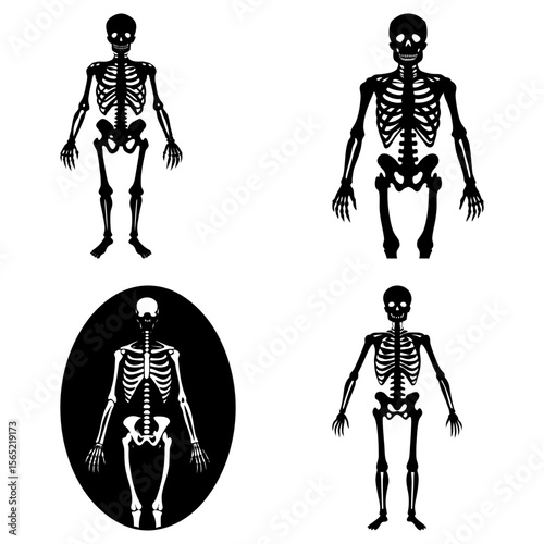 Four black and white skeleton illustrations depicting human anatomy and skeletal structure in detail view