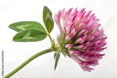 red clover isolated on white
