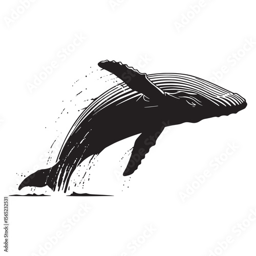 Vector illustration of a majestic breaching humpback whale in black and white