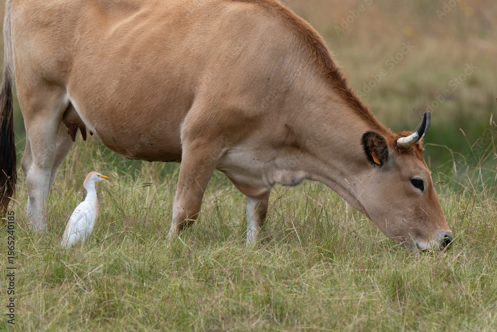 Fototapeta premium Héron garde boeufs, Bubulcus ibis, Western Cattle Egret, Vache Maraichine, marais; region Pays de Loire; marais Breton Vendéen; 85, Vendée, Loire Atlantique, France