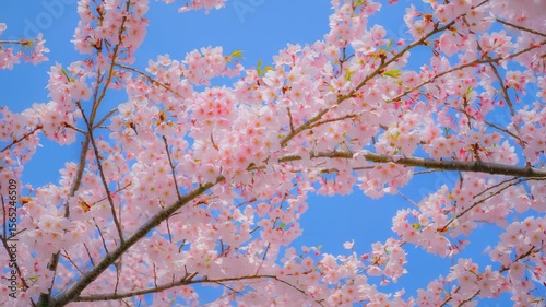 A 4K video of sakura tree flowers blooming in spring with gentle movement and soft light.