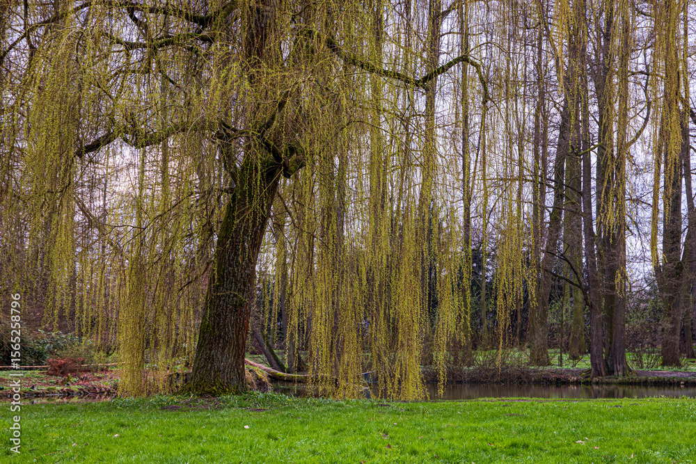 Fototapeta premium Weeping willow tree growing near pond in spring in Czech Republic