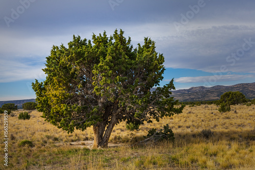 Western juniper growing in the dry landscape of Idaho under a cloudy sky