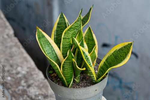 Vibrant Green and Yellow Potted Snake Plant on Concrete Background