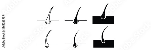 Hair follicle anatomy growth medical transplant scalp treatment dermatology skin care icon vector illustration for clinical infographic.