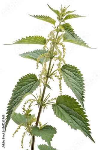 urtica dioica leaf isolated on white