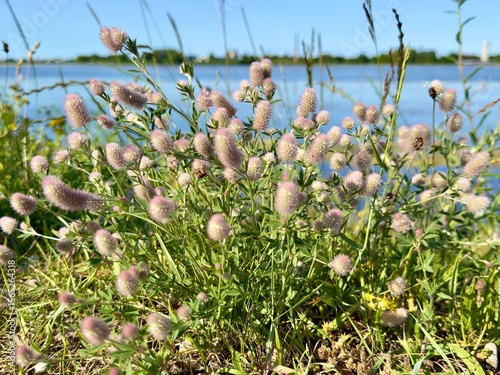 Hare’s-foot clover (Trifolium arvense) with soft pinkish flower heads swaying by a lakeshore. A delicate wild plant found in dry meadows and sandy fields.
